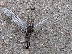 Anisoptera