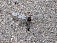 Anisoptera