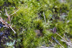 Dicranodontium denudatum