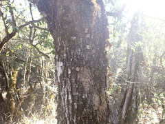 Pleurostylia capensis