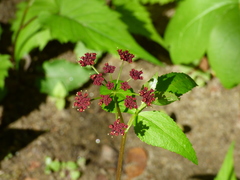 Thaspium trifoliatum trifoliatum