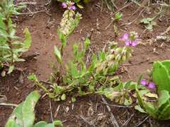 Polygala wilmsii