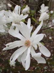 Magnolia loebneri