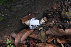Phallus atrovolvatus