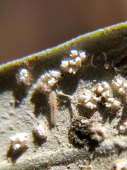 Siphoninus phillyreae