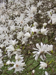 Magnolia loebneri