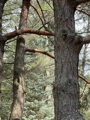 Pinus sylvestris