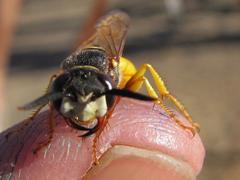 Philanthus triangulum diadema