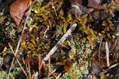 Hypnum plumaeforme