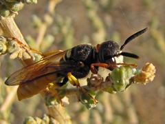 Philanthus triangulum diadema