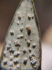 Siphoninus phillyreae