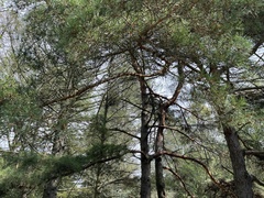 Pinus sylvestris