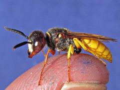 Philanthus triangulum diadema