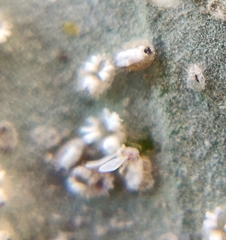 Siphoninus phillyreae