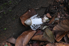 Phallus atrovolvatus