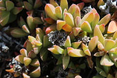 Delosperma patersoniae