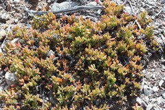 Delosperma patersoniae