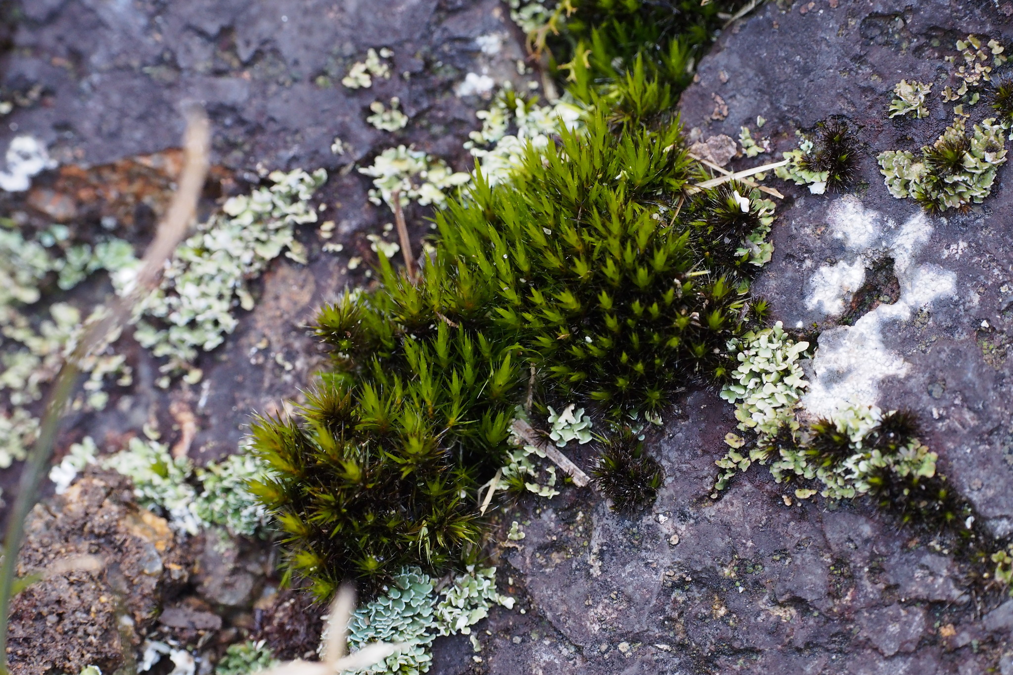 Campylopus umbellatus