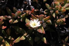 Delosperma patersoniae