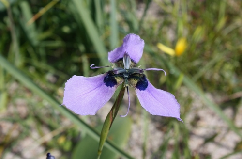 Moraea loubseri
