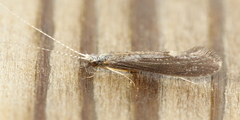 Leptocerus americanus