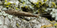 Leptocerus americanus