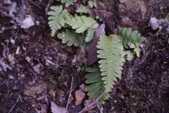 Struthiopteris niponica