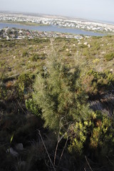 Hakea gibbosa