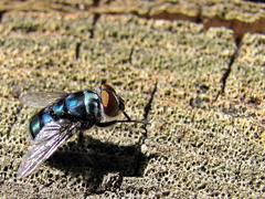 Chrysomya chloropyga