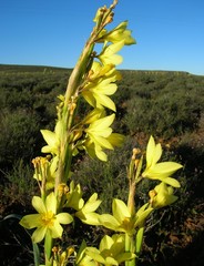 Moraea marlothii