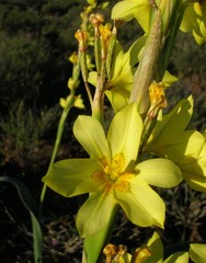 Moraea marlothii