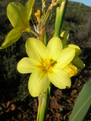 Moraea marlothii