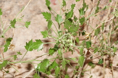 Pleurocoronis laphamioides