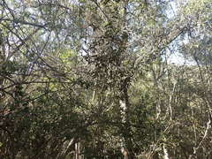 Olea capensis macrocarpa