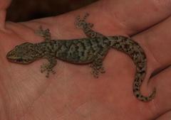 Marbled Leaf-Toed Gecko photo 3