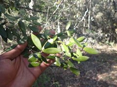 Olea capensis macrocarpa