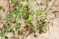 Pleurocoronis laphamioides