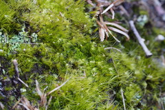 Dicranodontium denudatum