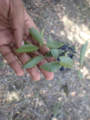 Olea capensis macrocarpa