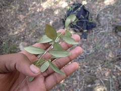 Olea capensis macrocarpa
