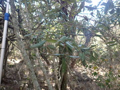 Olea capensis macrocarpa