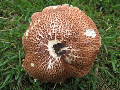 Lepiota rubrotincta