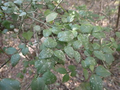 Carissa bispinosa