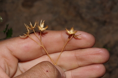 Pleurocoronis laphamioides