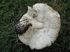 Lepiota rubrotincta