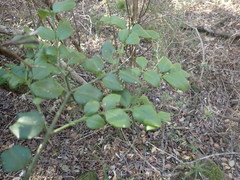 Carissa bispinosa