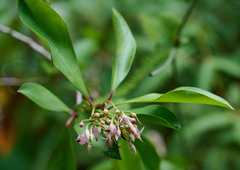 Ardisia elliptica, recorded flowering