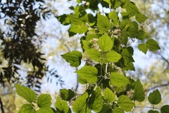 Clematis dioica