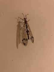 Dendroleon pantherinus