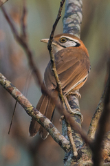 Pterorhinus pectoralis